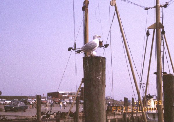 1989 Ostfriesland